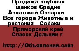 Продажа клубных щенков Средне Азиатской Овчарки - Все города Животные и растения » Собаки   . Приморский край,Спасск-Дальний г.